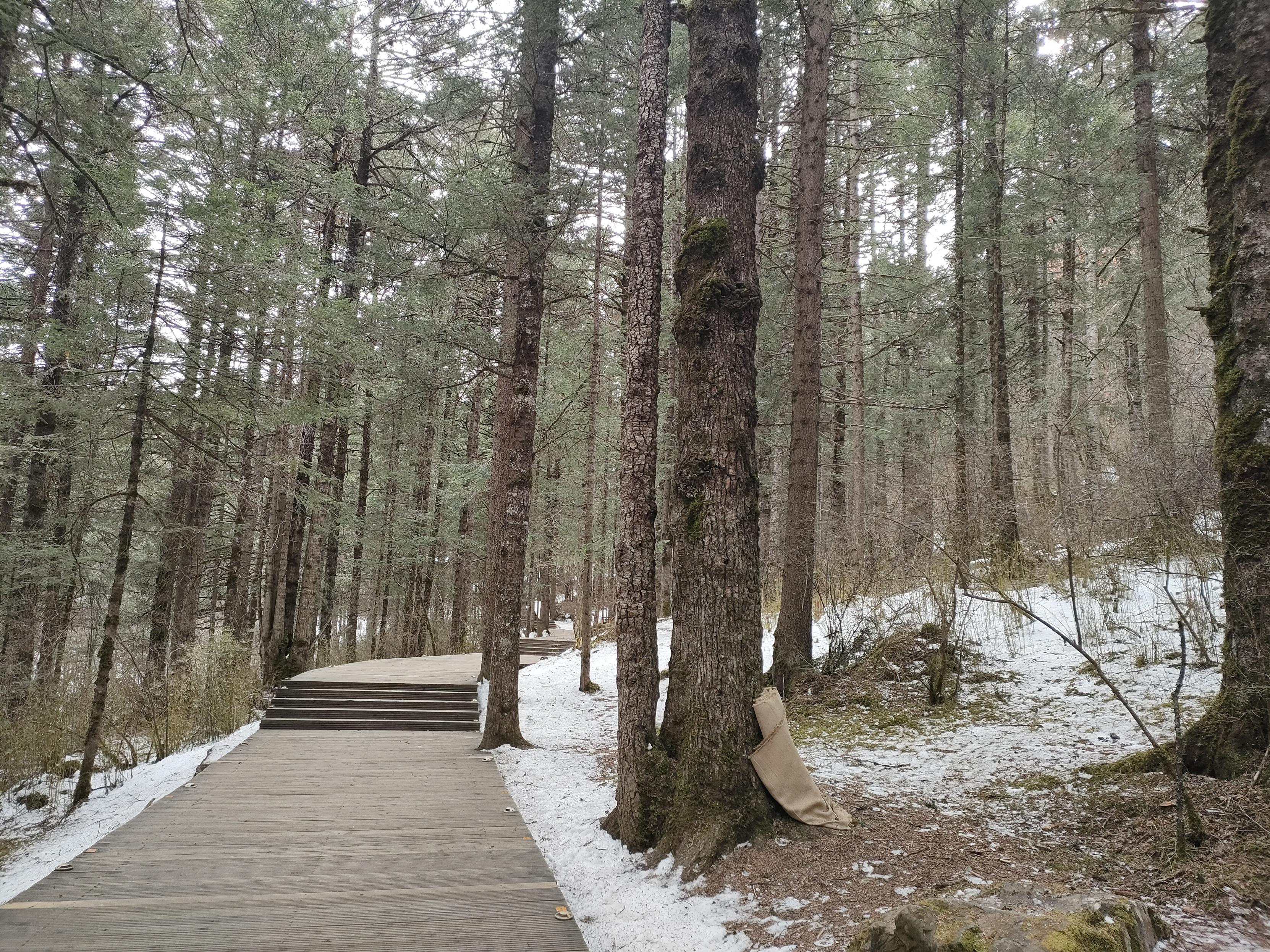 户外场景的垂直照片,展示了一个树木繁茂的森林,一条木质步道穿过其中。步道位于照片左侧,由几级浅色木板台阶组成,呈弧形向上延伸,消失在树林深处。步道两侧的地面上覆盖着稀疏的雪。其中充满了高耸的树木,树干呈深棕色,树枝向上延伸覆盖着绿色的针叶。树木密集排列,一些树干上可以看到浅色的苔藓或地衣。右侧靠近前面的树干上,靠着一个浅棕色的布袋。